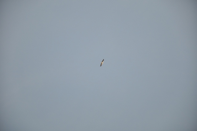 DSC_8160.JPG